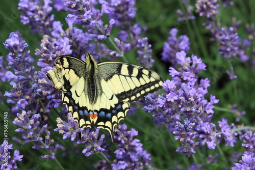 Plakat Motyl