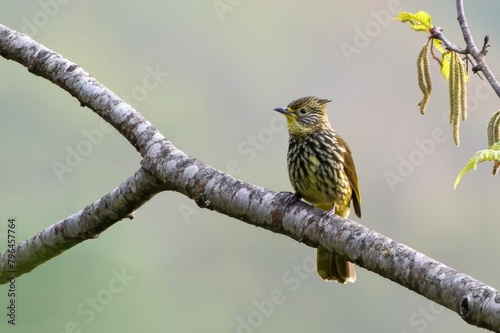 striated bulbul or Alcurus striatus observed in Khonoma in Nagaland, India photo