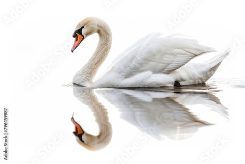 A swan gliding on water  isolated on a white background