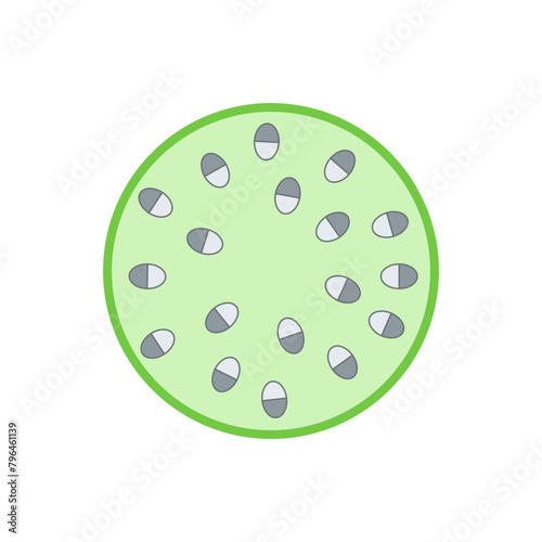 Internal structure of monocot stem.