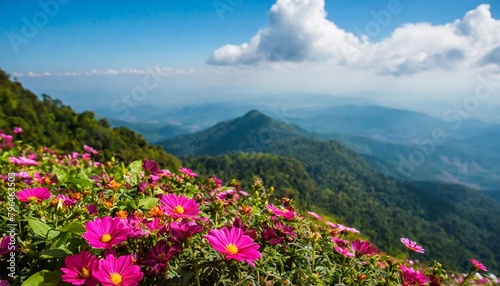 garden flowers on the mountain in thailand
