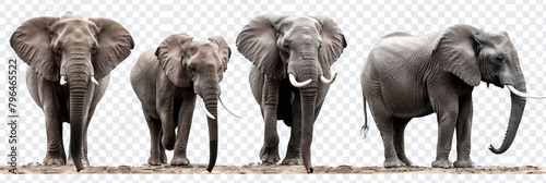 Four African elephants in a row, isolated on a transparent background, showcasing different poses and sizes. photo