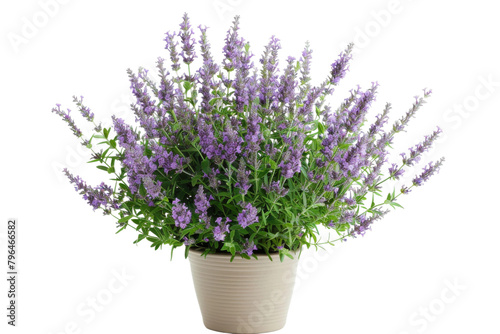 Lavender Bush Display On Transparent Background.