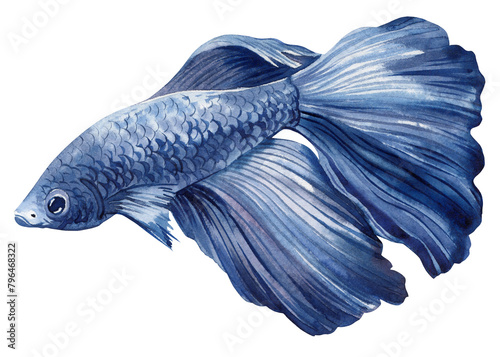 aquarium fish watercolor isolated on white background. Marine life painting. Watercolor nautical colorful Betta fish © Hanna