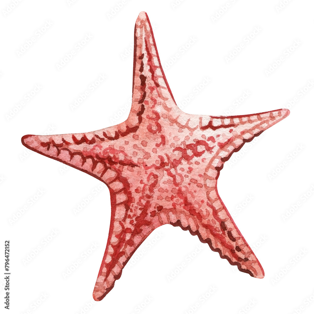 Red starfish on an isolated white background. Watercolor illustration, Marine design, postcard Beautiful sea Starfish Red starfish on an isolated white background. Watercolor illustration, Marine design, postcard Beautiful sea Starfish
