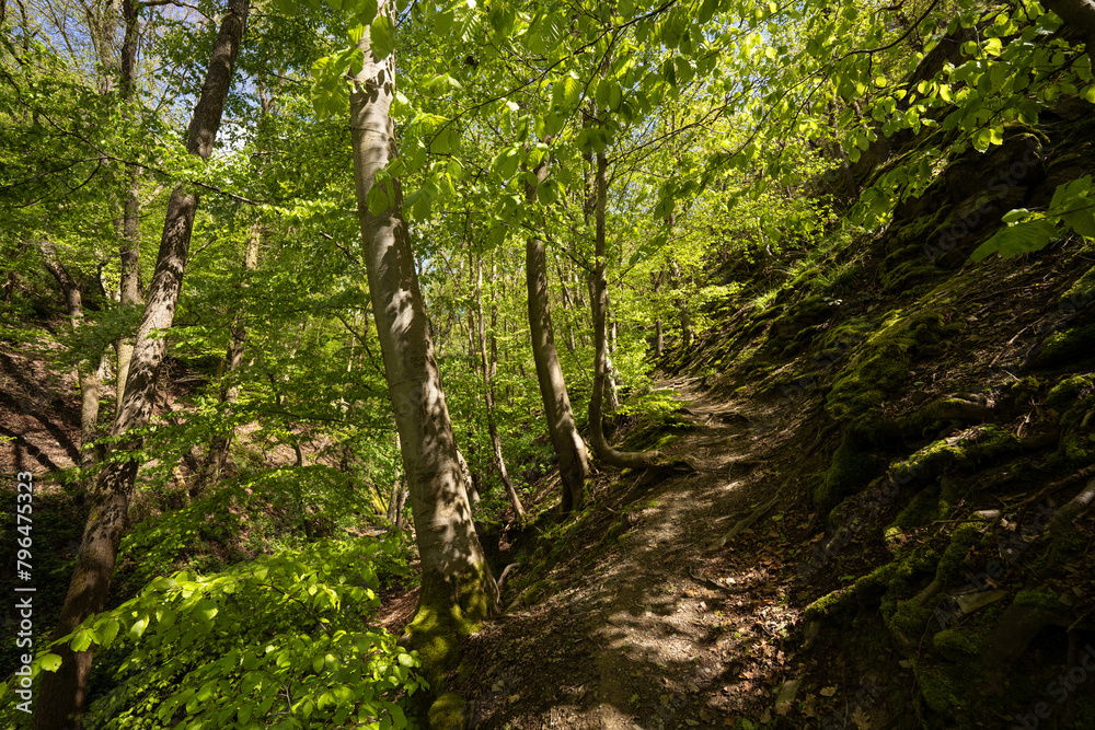 Fototapeta premium Pulsbachklamm zwischen Kestert und Sankt Goarshausen, April 2024