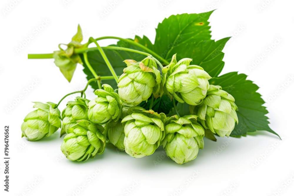 Macro close-up of green ripe hop cones isolated on white background. Branch of hop cones for making beer and bread Macro close-up of green ripe hop cones isolated on white background. Branch of hop cones for making beer and bread