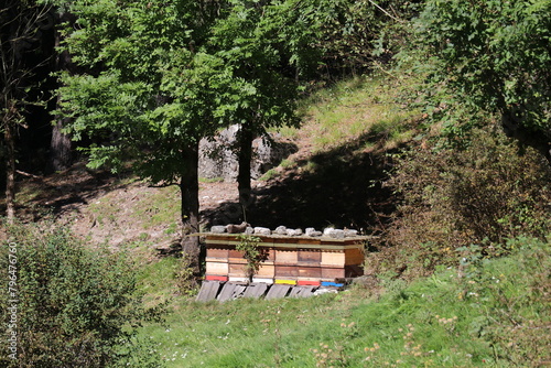 wooden structure with colorfull beehives under a tree in an orchard