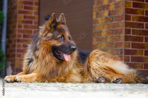 german shepherd dog