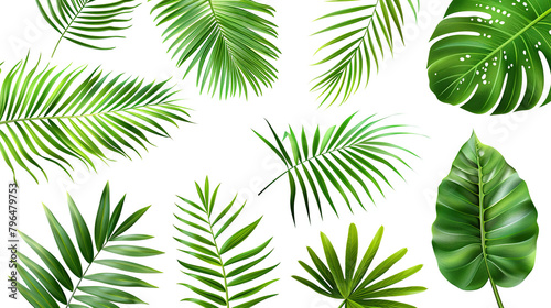 Set leaf palm  collection of green leaves pattern isolated on white background