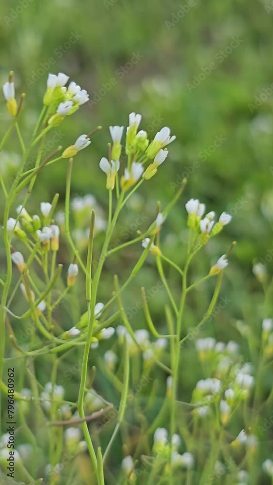 Shepherd's purse plant in the meadow. Capsella bursa-pastoris. Meadow or field. Lawn in the forest. Blooming field grasses. Flapping in the wind. White flowers Shepherd's purse plant in the meadow. Capsella bursa-pastoris. Meadow or field. Lawn in the forest. Blooming field grasses. Flapping in the wind. White flowers