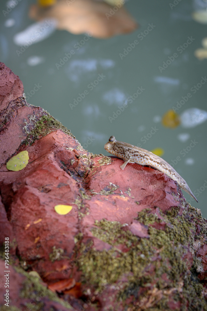 Mudskipper stick to red rock at the beach