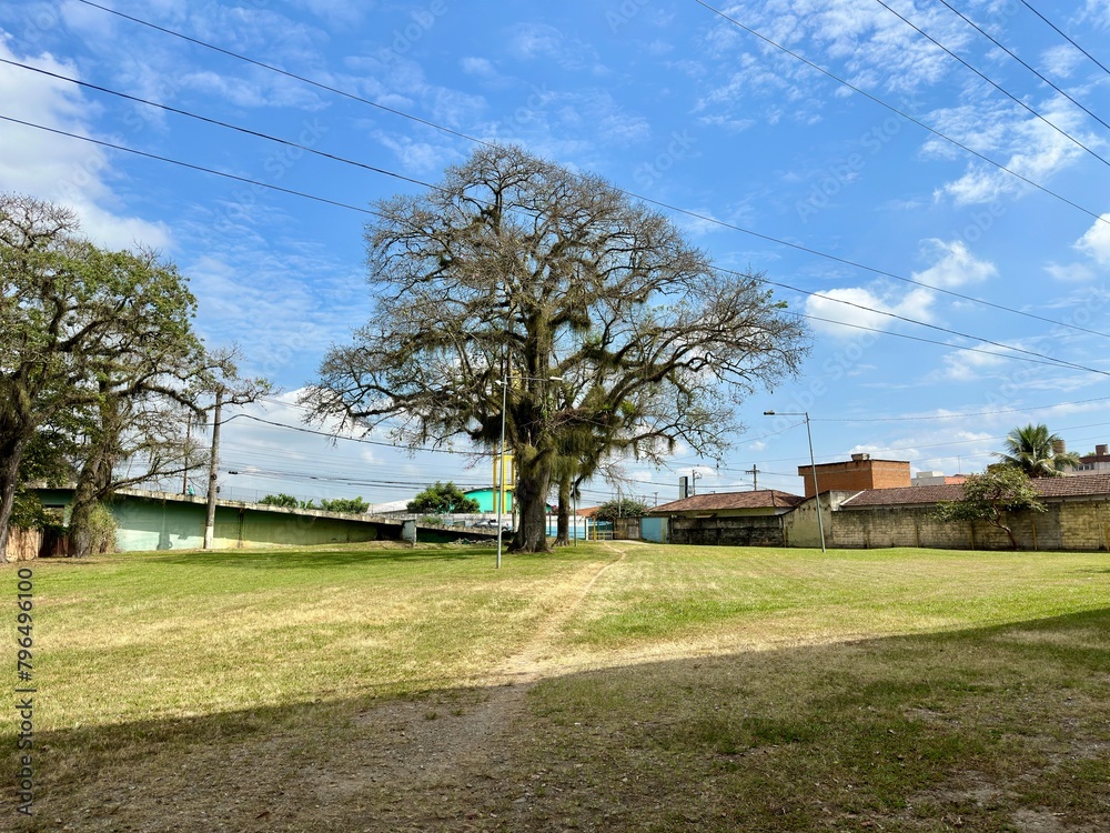 Vista de uma ponte com fundo do ceu e uma arvore.