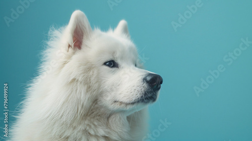 White Samoyed dog on blue background closeup