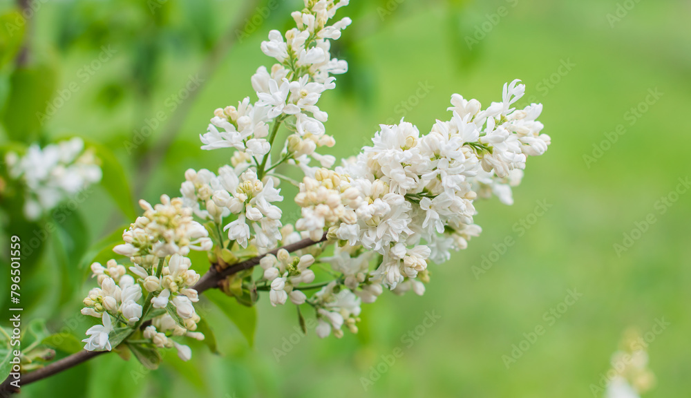 Close up image of lilac in garden, gardening and plants concept