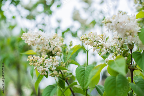 Close up image of lilac in garden, gardening and plants concept