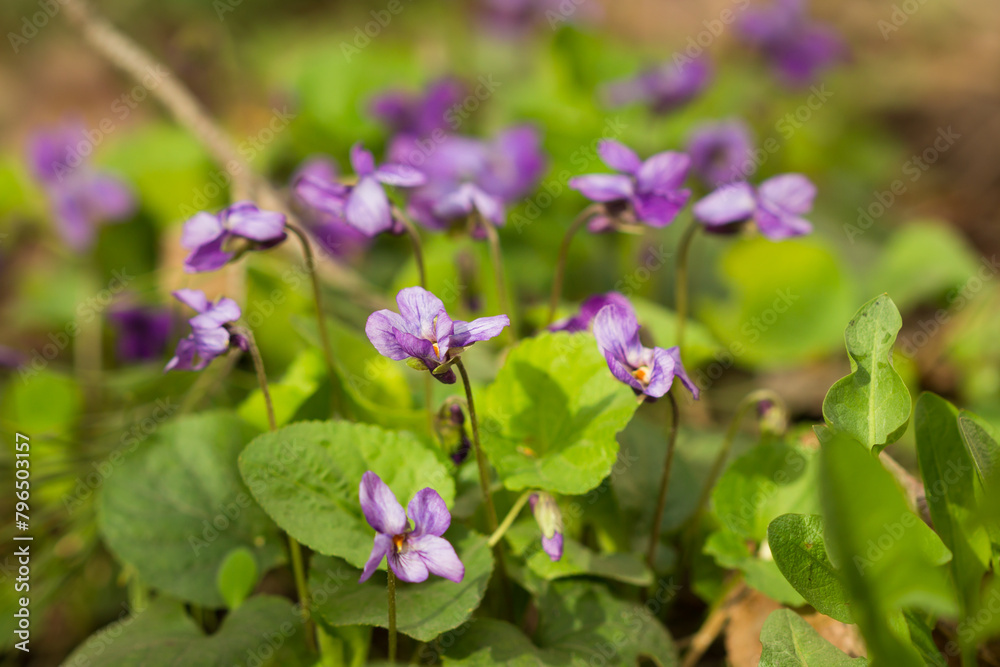 Viola odorata, of the family Violaceae. Samara region, Central Russia. Viola odorata, of the family Violaceae. Samara region, Central Russia.