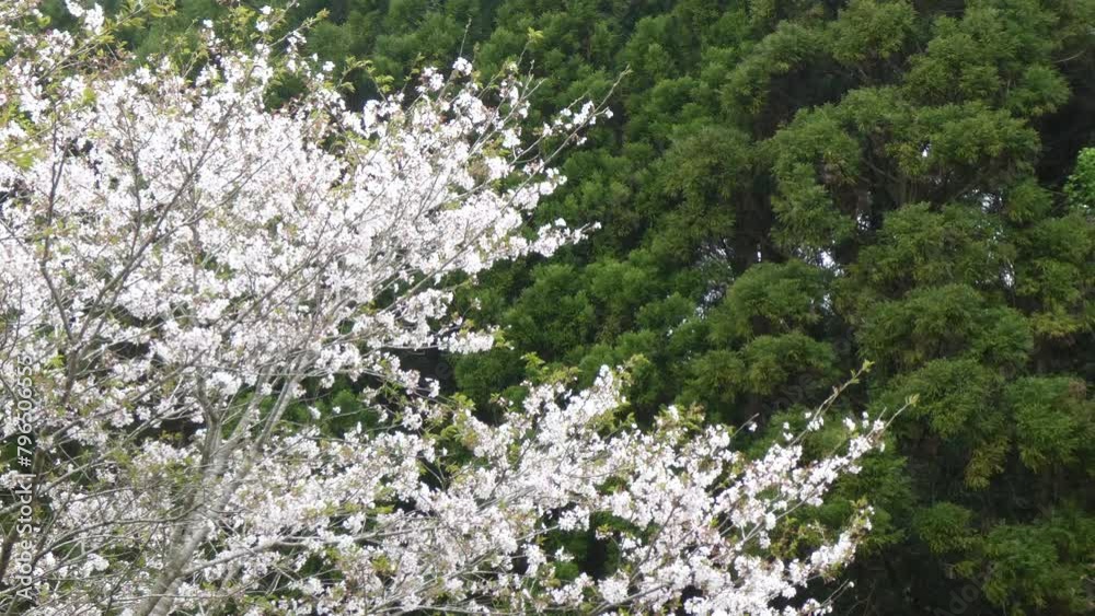 壁の様な緑の木の前で桜が舞う 壁の様な緑の木の前で桜が舞う
