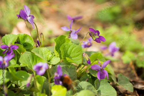 Viola odorata, of the family Violaceae. Samara region, Central Russia.