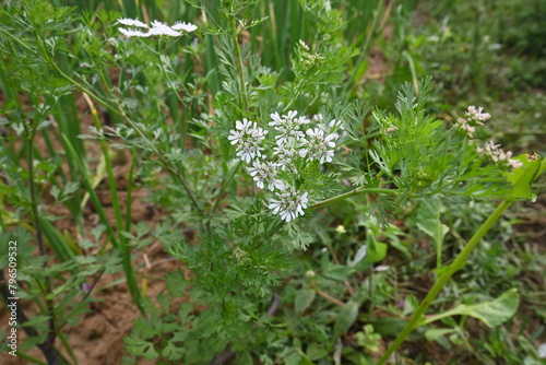 Cilantro or coriander flowers. Coriander flowers in the vegetable garden. Its seed is a famous Spice. Made a sauce from its green leaves. White flower. 