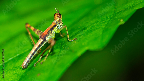 Grasshopper, Tropical Rainforest, Corcovado National Park, Osa Conservation Area, Osa Peninsula, Costa Rica, Central America