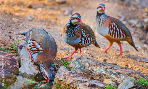Red-legged Partridge, Alectoris rufa, Monfragüe National Park, SPA, ZEPA, Biosphere Reserve, Cáceres Province, Extremadura, Spain, Europe photo