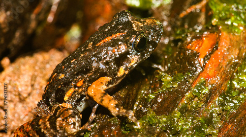 Tropical Frog, Tropical Rainforest, Napo River Basin, Amazonia, Ecuador, America photo