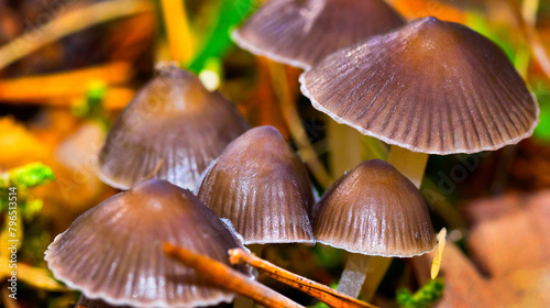Wild Mushroom, Sierra de Guadarrama National Park, Segovia, Castile Leon, Spain, Europe photo