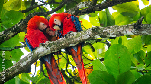 Scarlet Macaw, Lapa Roja, Ara macao, Corcovado National Park, Osa Conservation Area, Osa Peninsula, Costa Rica, America photo