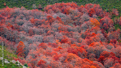 Hayedo de la Pedrosa Natural Protected Area, Beech Forest Autumn Season, Fagus sylvatica, Riofrío de Riaza, Segovia, Castilla y León, Spain, Europe photo