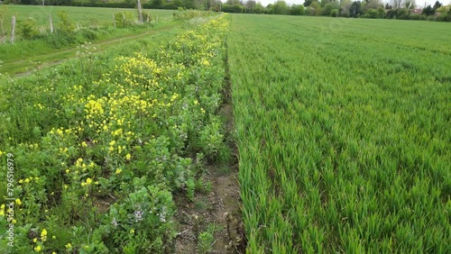 Arable Field Margin at the edge of a field of crops by a footpath allowing wild flowers to grow and provide for wildlife. April, Kent, UK	