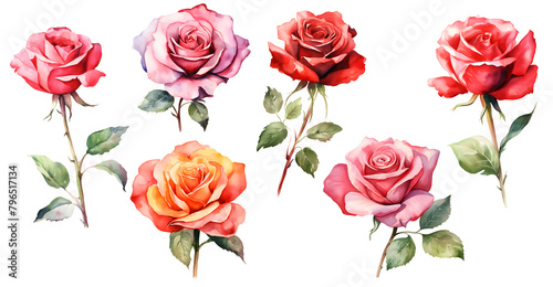 Watercolor rose flowers set for your graphic design  isolated and big format
