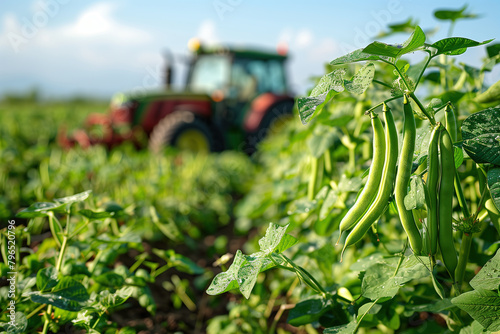 Close-up auf frisch geerntete grüne Bohnen auf einem Feld mit Traktor im Hintergrund. photo
