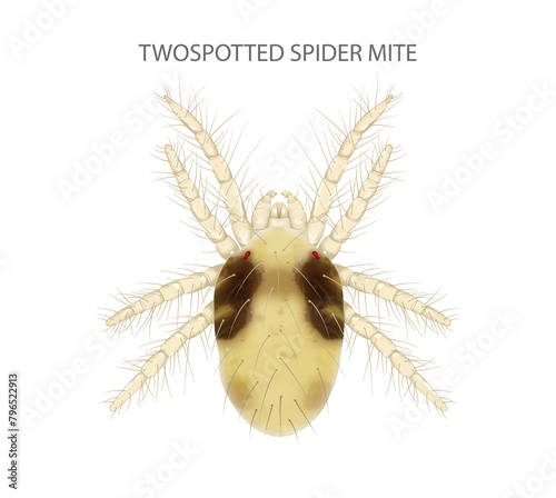 Twospotted Spider Mite illustration. It is a pest.
