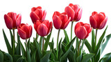  Fresh Red Tulips Over Transparent Background