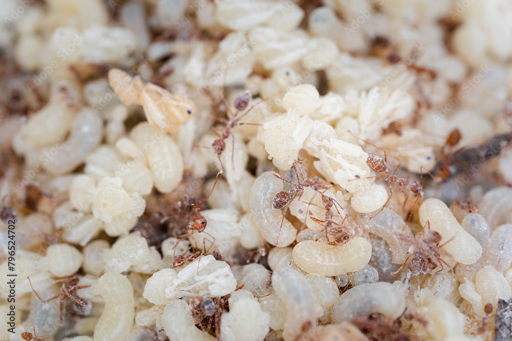 Explore the wildlife of northeastern Thailand with a close-up view of red ant eggs nesting in trees, a local food delicacy Explore the wildlife of northeastern Thailand with a close-up view of red ant eggs nesting in trees, a local food delicacy