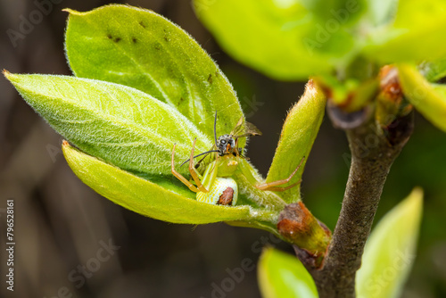 蜂を捕食するハナグモ © chibana