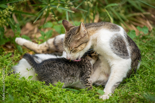 Chatons et leur mère photo