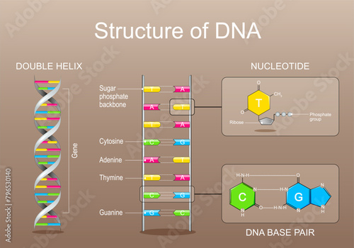 DNA structure