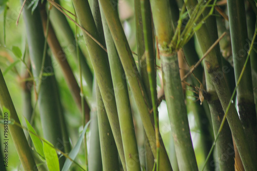 green bamboo tree in a garden. bamboo forest background 