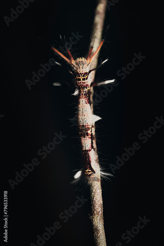 Moth Genus Kunugia
a member of Lappet Moths Family Lasiocampidae photo
