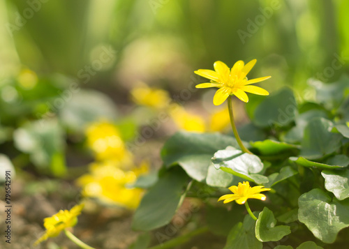 Ficaria varna in the spring park