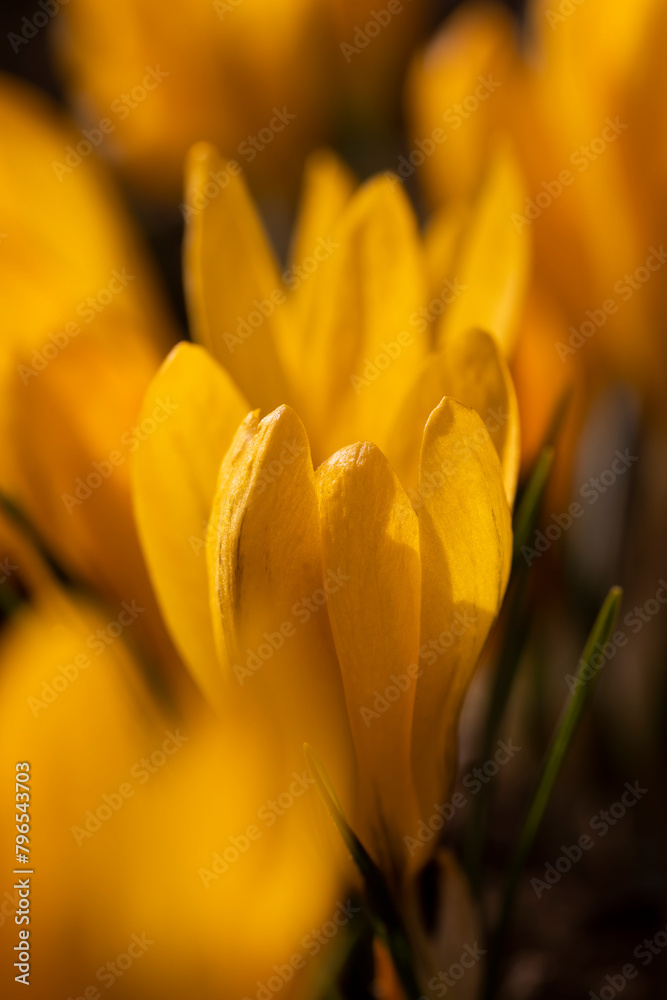 beautiful crocus flowers in close-up during flowering in spring beautiful crocus flowers in close-up during flowering in spring