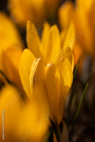 beautiful crocus flowers in close-up during flowering in spring