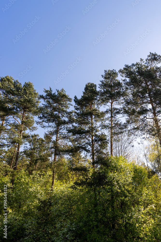 tall pine trees against the blue sky tall pine trees against the blue sky