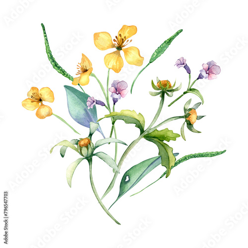 Yellow, blue meadow bunch wild flowers watercolor illustration isolated on white. Celandine and bur marigold in sketch. Medicinal plant, useful flower hand drawn. Design for label, package, postcard photo