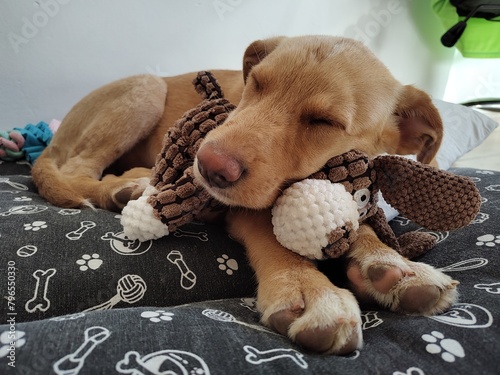cute little puppy sleeping in the bed
