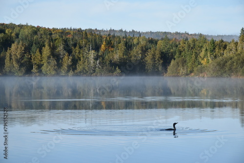 A cormorant on the lake in autumn, Sainte-Apolline, Québec, Canada