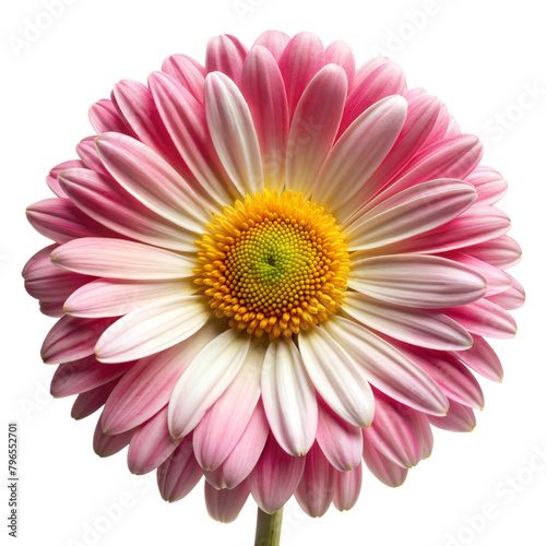 Close-up of a pink and white gerbera daisy against transparent background photo