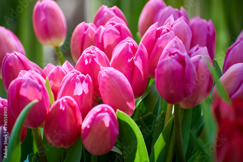 Close up of pink tulips in the garden